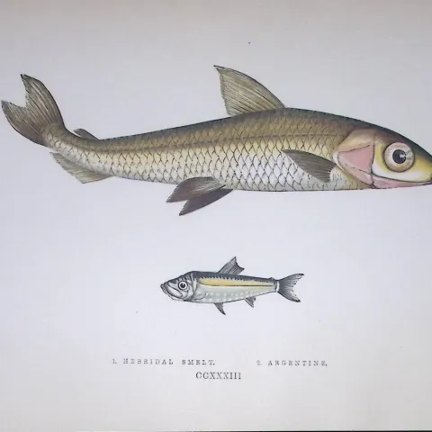 Hebridal & Argentine Smelt Fish Scarce Antique 1877 J. Couch Woodblock Engraving-143