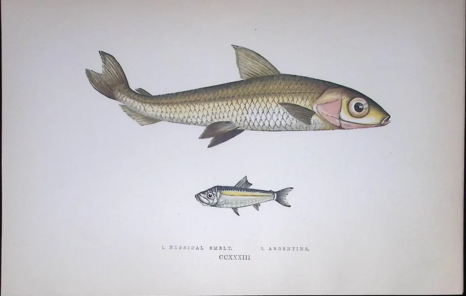 Hebridal & Argentine Smelt Fish Scarce Antique 1877 J. Couch Woodblock Engraving-143
