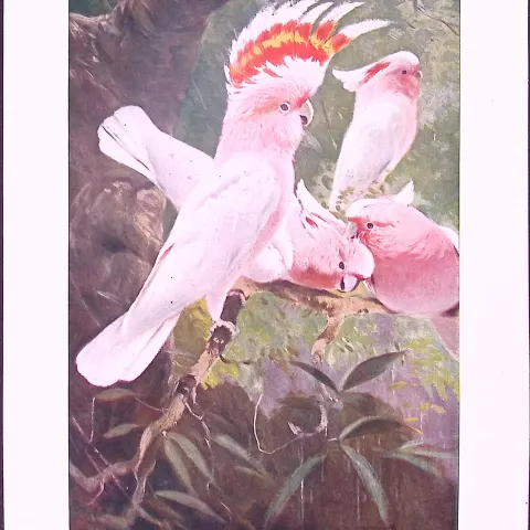 Leadbeater’s Cockatoos & Kaka Parrots Antique Double-Sided Colour Plate-61