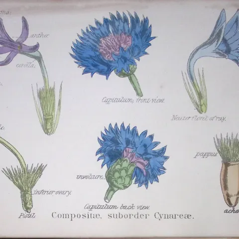 The Thistle Botanical Flower Diagram Rare Antique First Edition Illustration-51