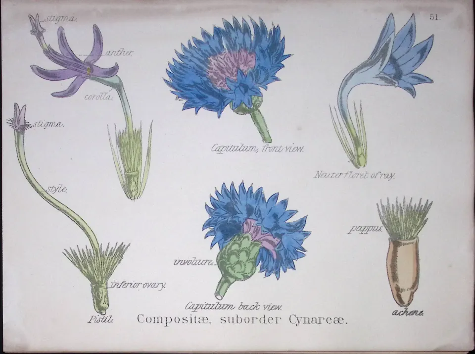 The Thistle Botanical Flower Diagram Rare Antique First Edition Illustration-51