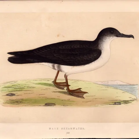 Manx Shearwater Rev Morris Antique History of British Birds Engraving.
