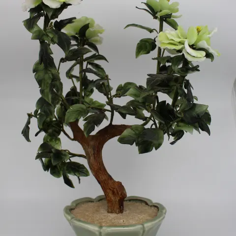 Jade Bonsai Plant