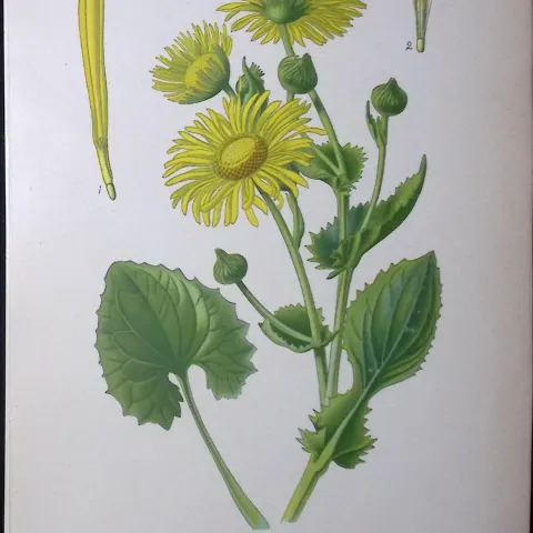 Leopard’s-Bane Caucasian Edward Step Rare Antique Botanical Book Plate-152