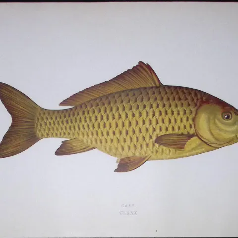 Carp Fish Scarce Antique 1877 J. Couch Woodblock Engraving-127