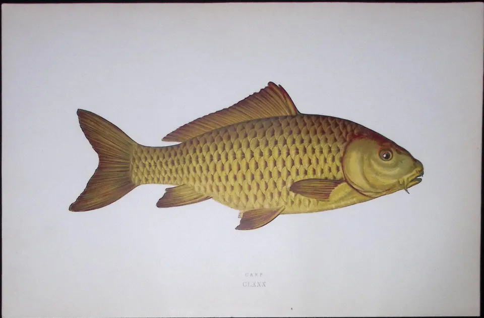 Carp Fish Scarce Antique 1877 J. Couch Woodblock Engraving-127