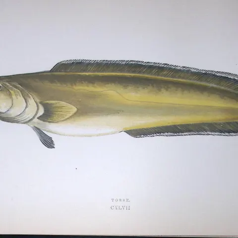 Torsk Fish Scarce Antique 1877 J. Couch Woodblock Engraving-81