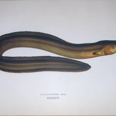 Broad Nosed Eel Fish Scarce Antique 1877 J. Couch Woodblock Engraving-146