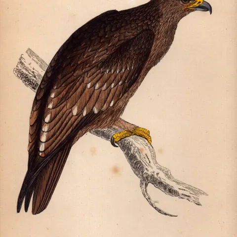 Golden Eagle Rev Morris Antique 1888 History of British Birds Engraving-1.