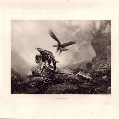 The Eagle & Hare Natural Enemies  Rare Limited-Edition Antique JG Millais Print-29.
