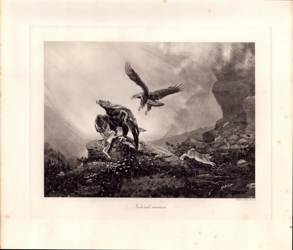 The Eagle & Hare Natural Enemies  Rare Limited-Edition Antique JG Millais Print-29.