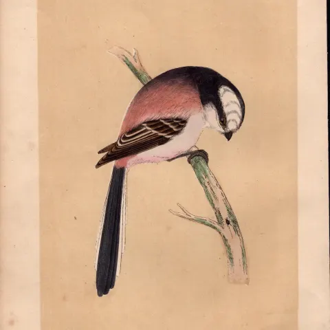 Long Tailed Tit Rev Morris Antique History of British Birds Engraving.