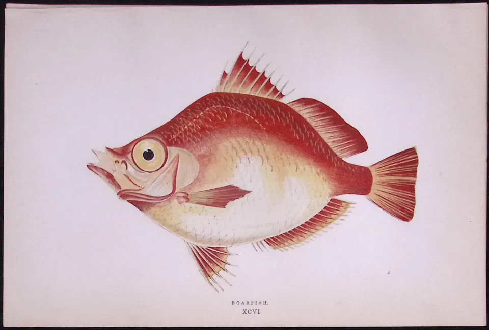 Boar Fish Scarce Antique 1877 Johnathan Couch Woodblock Engraving-58