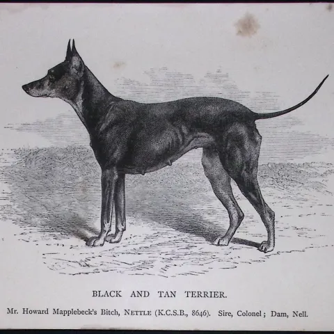 Black & Tan Terrier British Dogs by Hugh Dalziel 1889 Antique Book Plate-51