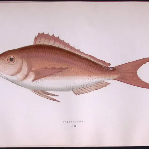 Erythrinas Fish Scarce Antique 1877 Johnathan Couch Woodblock Engraving-54