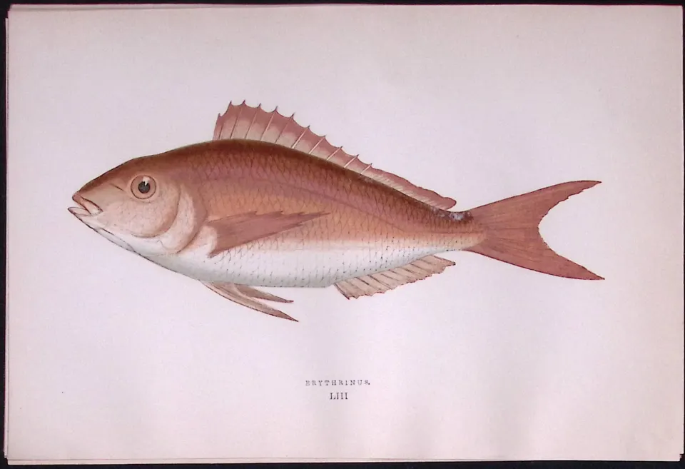 Erythrinas Fish Scarce Antique 1877 Johnathan Couch Woodblock Engraving-54