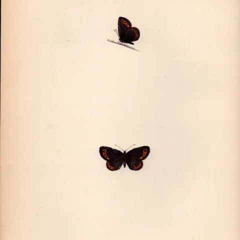 Small Ringlet Hand Coloured Antique Butterfly Plate Rev Morris-67.