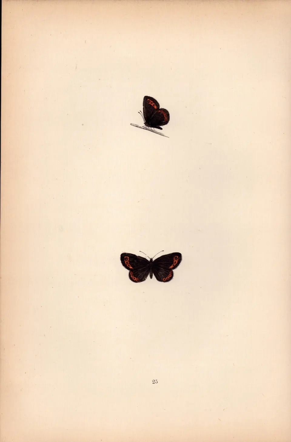 Small Ringlet Hand Coloured Antique Butterfly Plate Rev Morris-67.