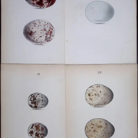 Hawk Birds Species -William Hewitson Joblot of Antique  Hand-Coloured lithographs-5.