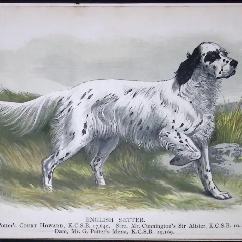 English Setter British Dogs by Hugh Dalziel 1889 Antique Coloured Book Plate-4
