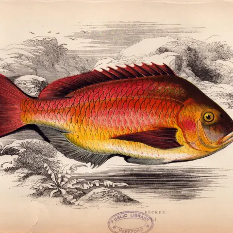 Becker 1869 Antique Johnathan Couch Coloured Engraving.
