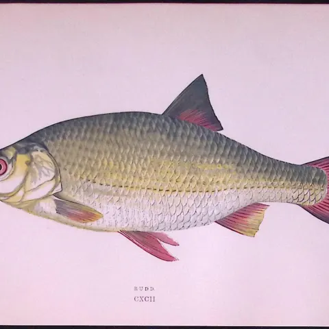 Rudd Fish Scarce Antique 1877 Johnathan Couch Woodblock Engraving-31