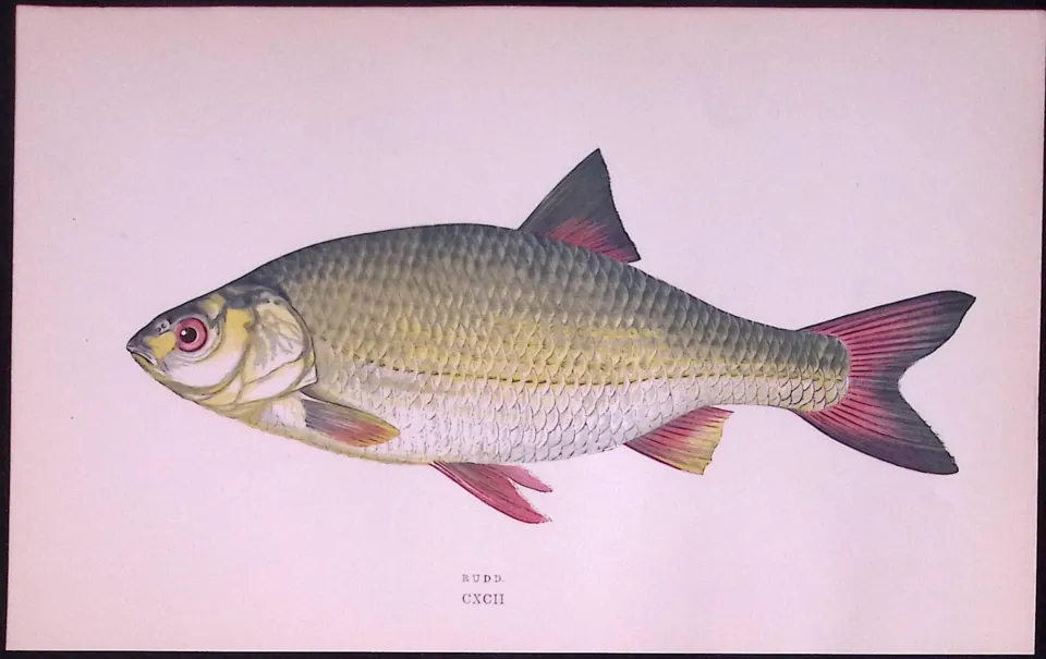 Rudd Fish Scarce Antique 1877 Johnathan Couch Woodblock Engraving-31