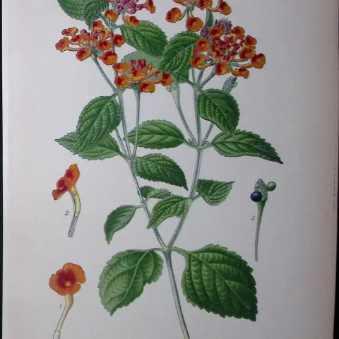 Lantana Camara Edward Step Rare Antique Botanical Book Plate-219