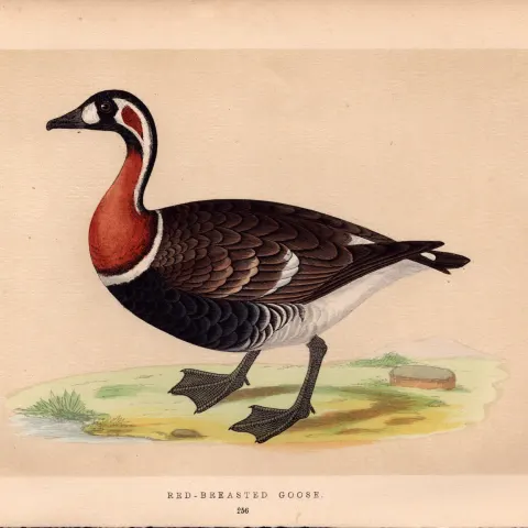 Red Breasted  Goose Rev Morris Antique History of British Birds Engraving.
