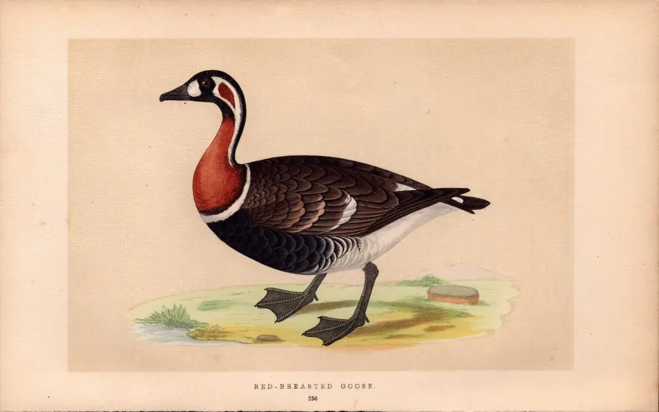 Red Breasted  Goose Rev Morris Antique History of British Birds Engraving.