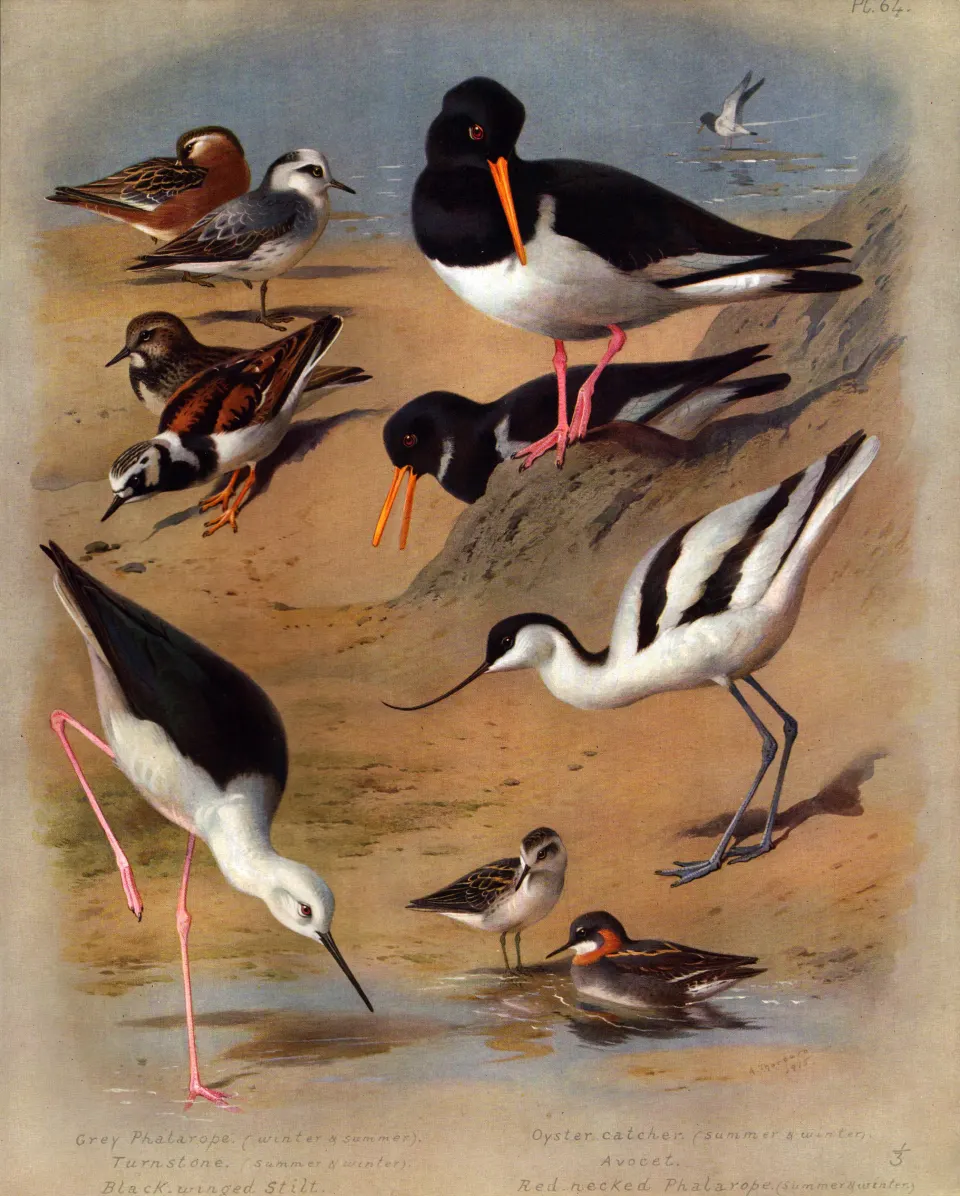 Antique Scarce First Edition Large Bird Print Sea & Beach Birds-64.