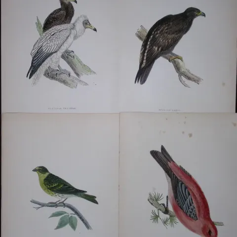 Job-Lot Rev Morris History of British Birds 130 Yrs-Old Antique Engravings-12