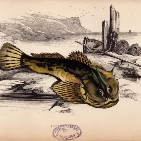 Father Lasher 1869 Antique Johnathan Couch Coloured Fish Engraving.