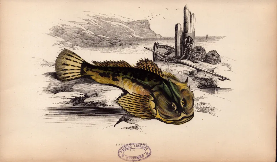 Father Lasher 1869 Antique Johnathan Couch Coloured Fish Engraving.