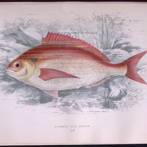 Common Sea Bream Scarce Antique 1877 J. Couch Woodblock Engraving-55