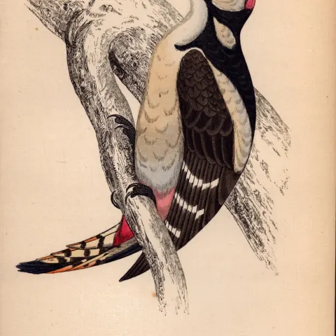 Great Spotted Woodpecker Rev Morris Antique History of British Birds Engraving-27.