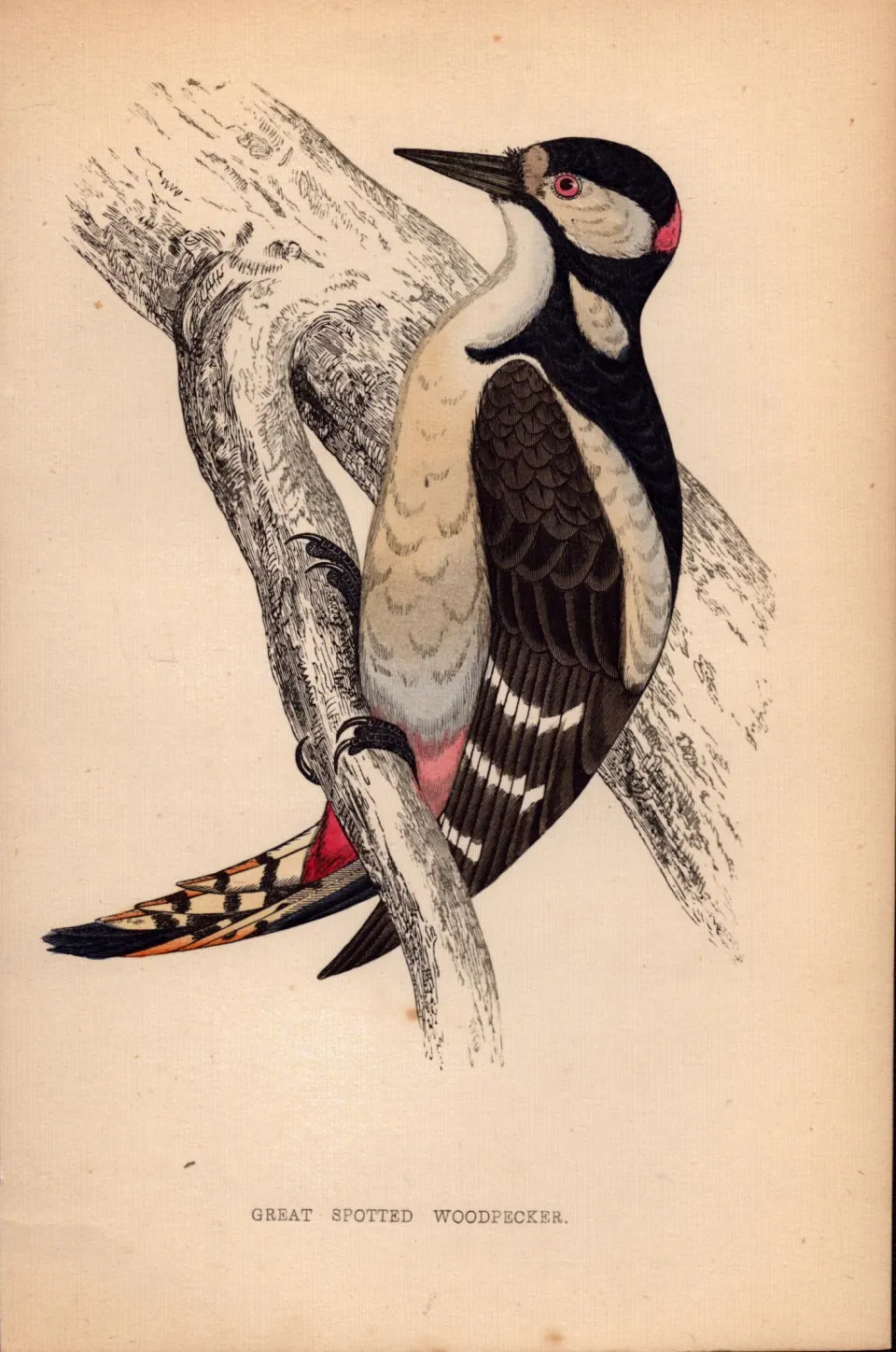 Great Spotted Woodpecker Rev Morris Antique History of British Birds Engraving-27.