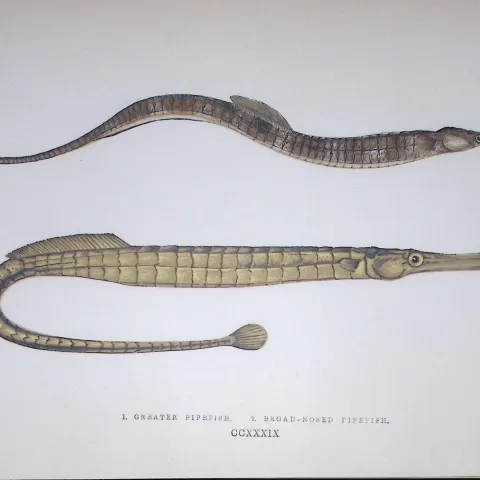 Greater & Broad Nosed Pipefish Fish Scarce Antique 1877 J. Couch Woodblock Engraving-149