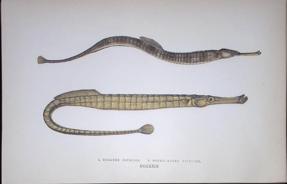 Greater & Broad Nosed Pipefish Fish Scarce Antique 1877 J. Couch Woodblock Engraving-149
