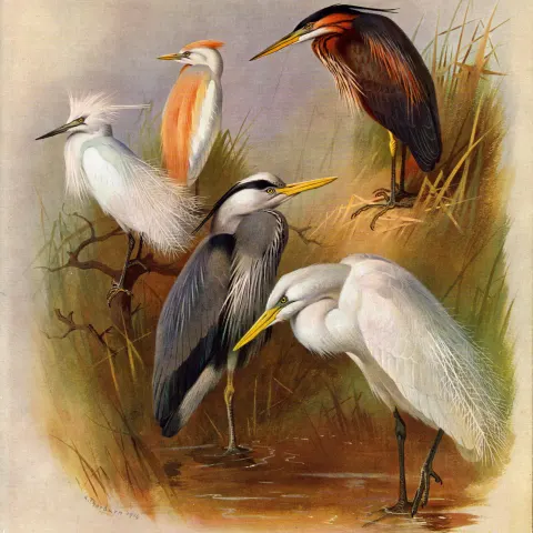 Thorburn Antique Scarce 2nd Edition Bird Print The Heron Family-40