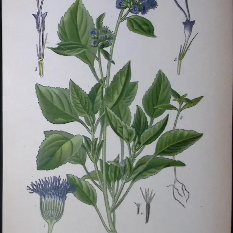 Floss Flower Edward Step Rare Antique Botanical Book Plate-126