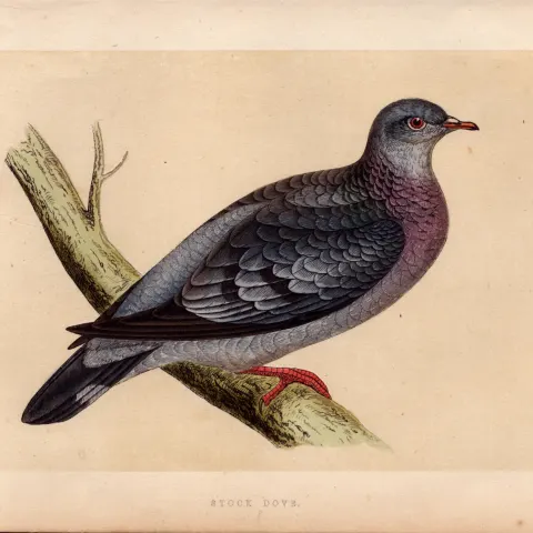 Stock Dove Rev Morris Antique History of British Birds Engraving.