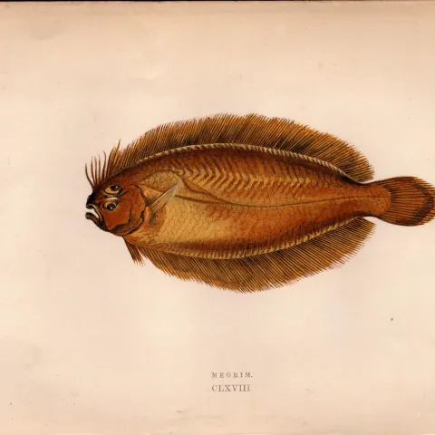 Megrim Antique Johnathan Couch Coloured Fish Engraving.
