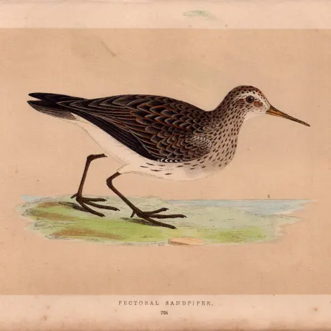 Peetoral Sandpiper Rev Morris Antique History of British Birds Engraving.