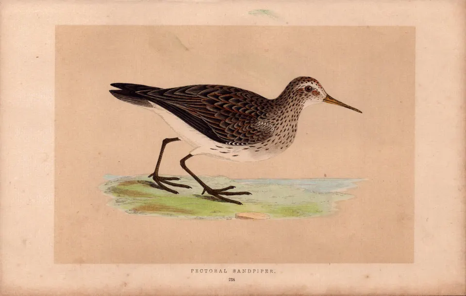 Peetoral Sandpiper Rev Morris Antique History of British Birds Engraving.