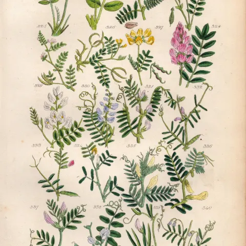 Sowerby Antique Wild-Flowers Purple Milk Joint Horseshoe Wood Tufted Yellow Bush-17.