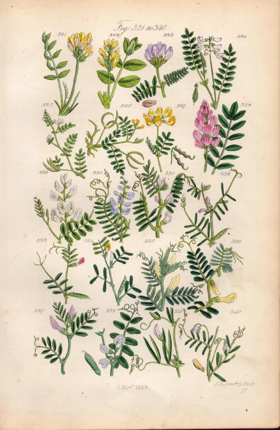 Sowerby Antique Wild-Flowers Purple Milk Joint Horseshoe Wood Tufted Yellow Bush-17.