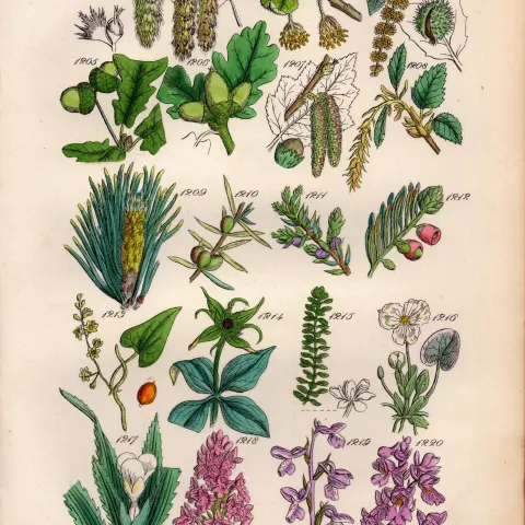 Sowerby Antique Wild-Flowers Poplar Beech Chestnut Oak Hazel Yew Briony Thyme Aloe-61.