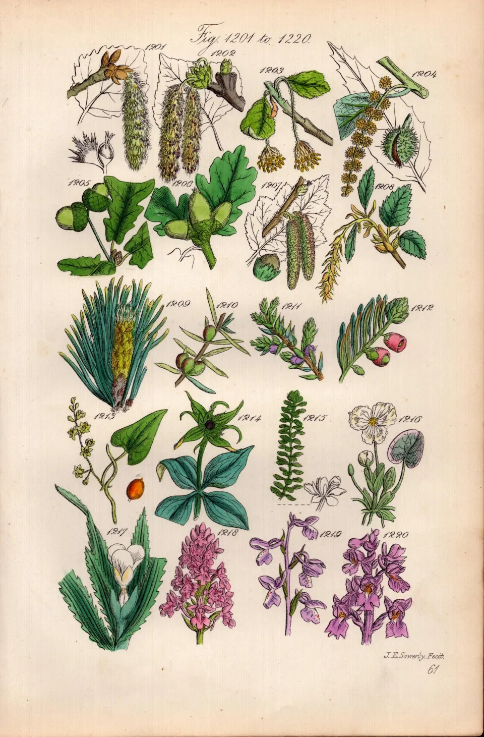 Sowerby Antique Wild-Flowers Poplar Beech Chestnut Oak Hazel Yew Briony Thyme Aloe-61.