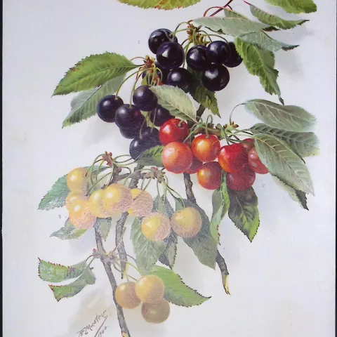 Selection Species of Cherries Antique Edwardian Robert Thompson Print-3